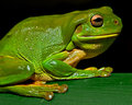 I'm Green and a little Bumpy