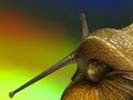 Gastropod