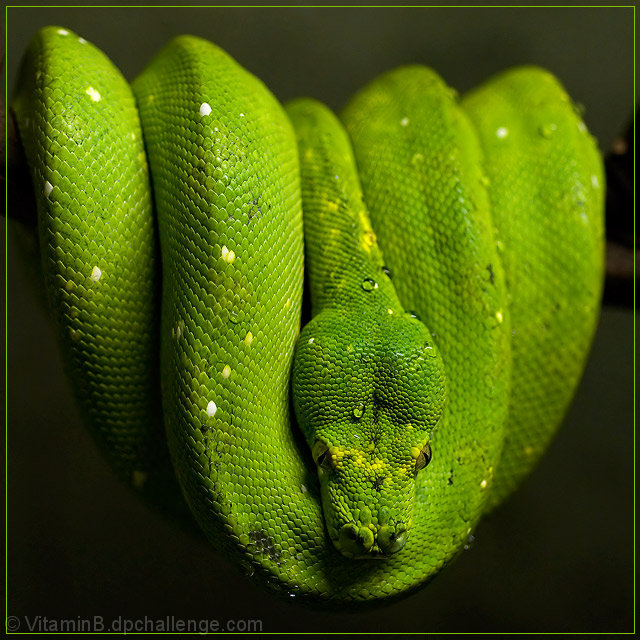 Green Skin of Nagendra