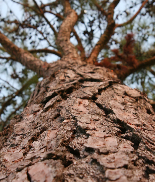 Pine Skin