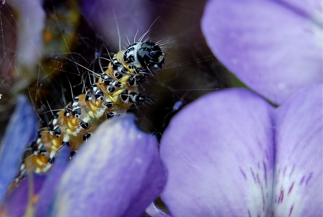 Naked Caterpillar Spinning a Silky Web Covering (ACW)