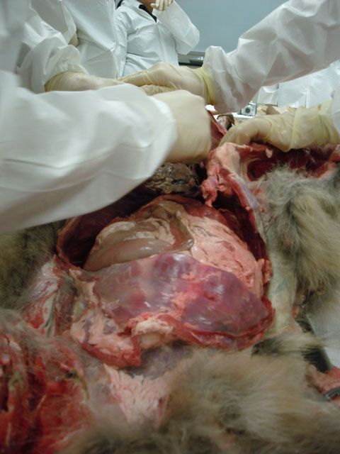 Wolf Dissection: inside the skin 