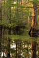 Louisiana Swamp