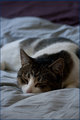 A Purrfect Life