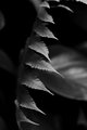 Forest Light