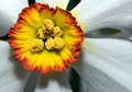 'The Seed' 