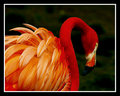 The American Flamingo