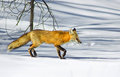 Fox Trot