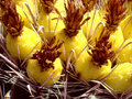 Desert Fruit