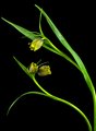 Fritillaria