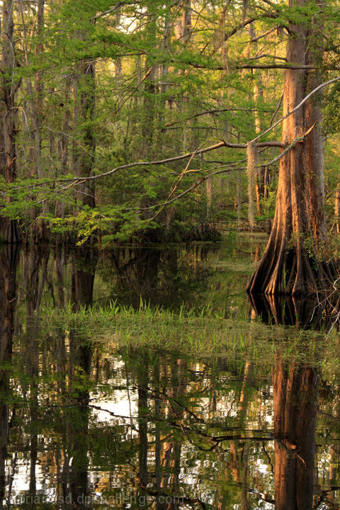 Louisiana Swamp