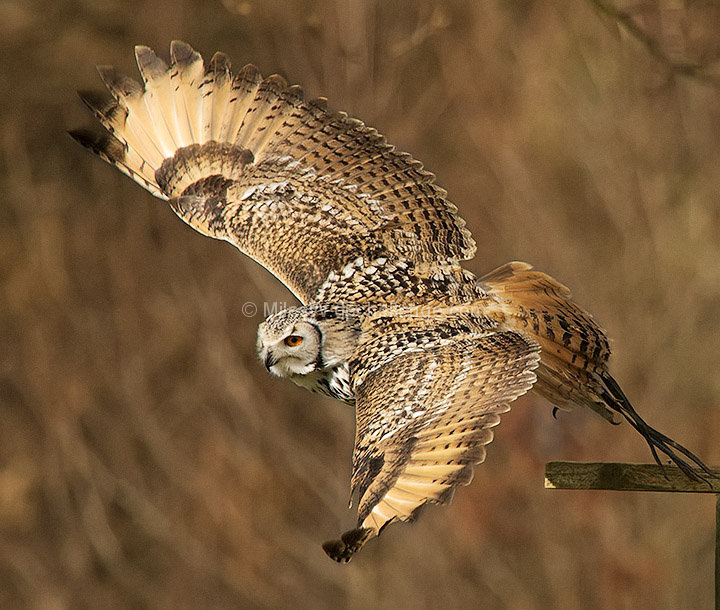 Taking wing