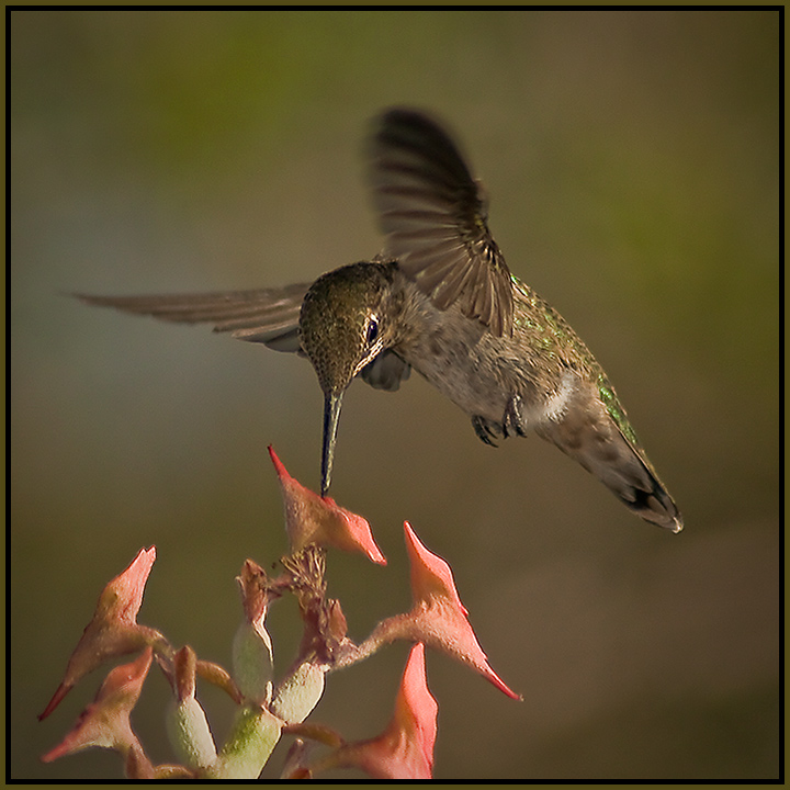 Natures Hovercraft