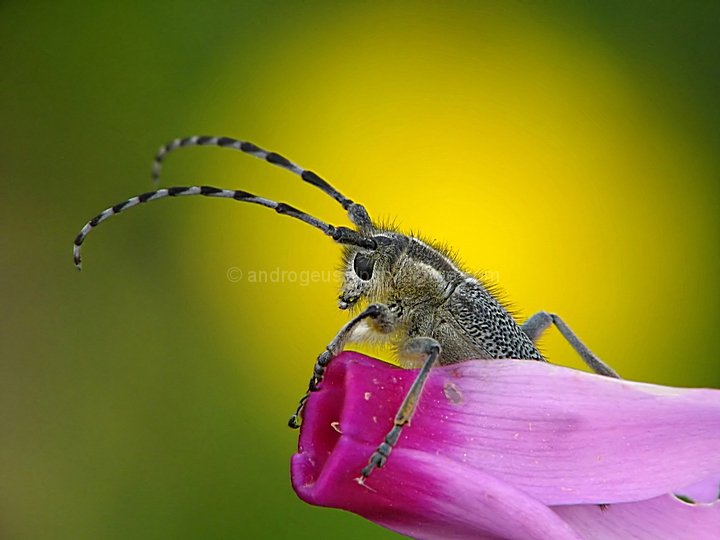 Longhorn on Cyclamen