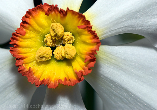 'The Seed' 