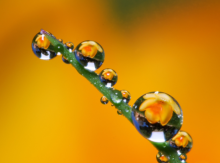 Yellow refraction