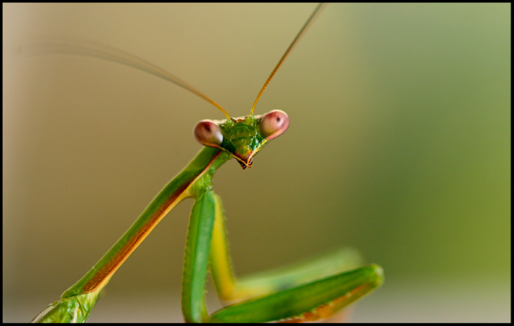 The Predator