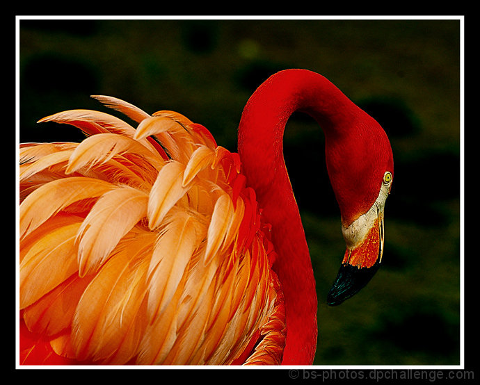 The American Flamingo