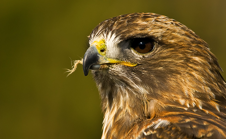 Hawk :: Red :: Eye