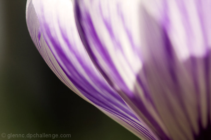 March of the Crocuses