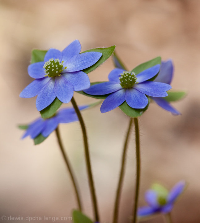 Round Lobed Hepatica