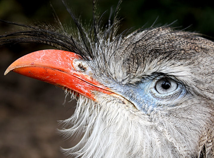 The Red-Legged Seriema