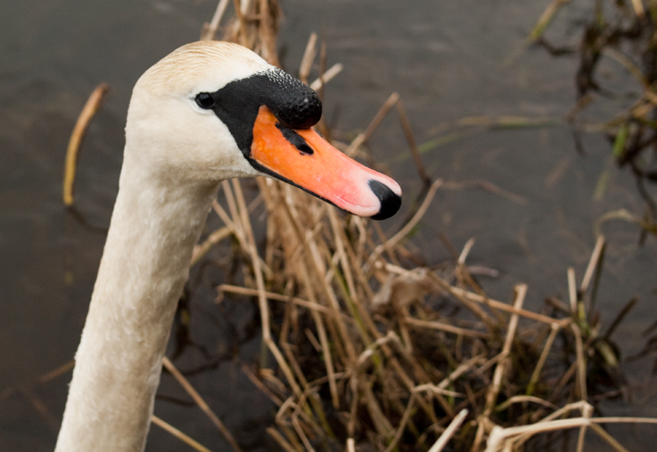 Swan on the River Don 