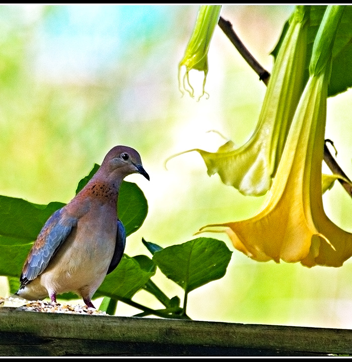 Hopeful Dove