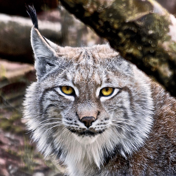 Lynx Encounter