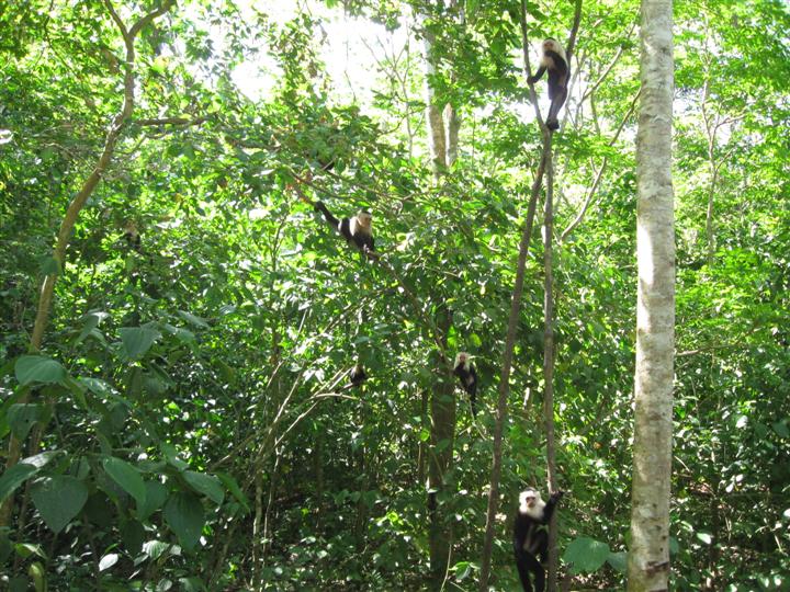 How many white faced capuchin monkeys do you see?