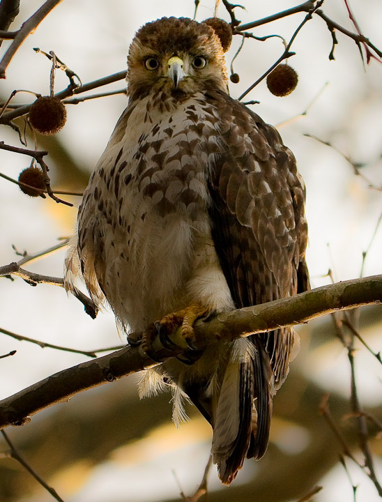 Eye Contact