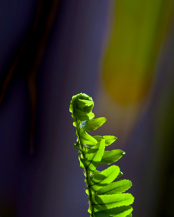 Reaching for the Sun