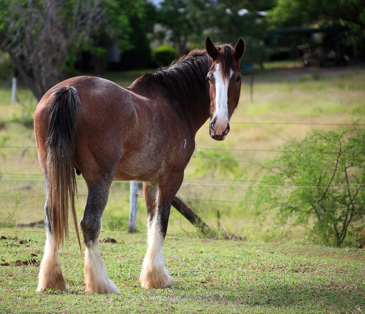Retired To Pasture