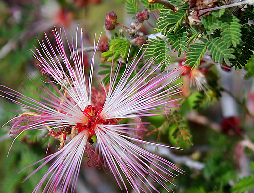 Fairy Duster