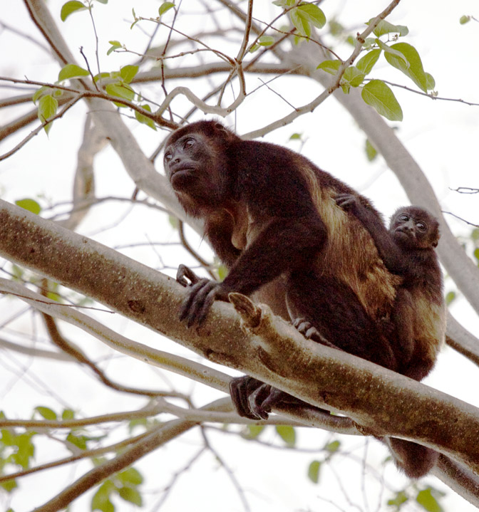 Guanacaste Howlers