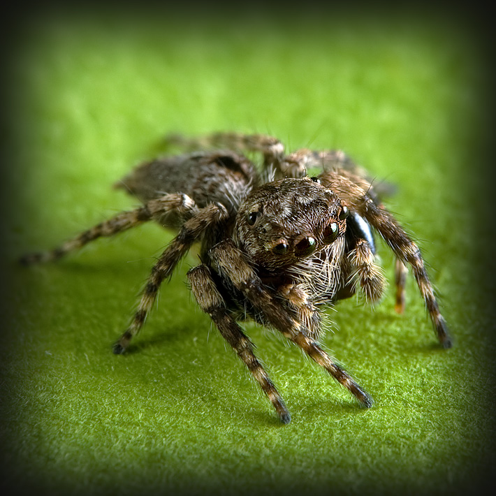 Jumping Spider