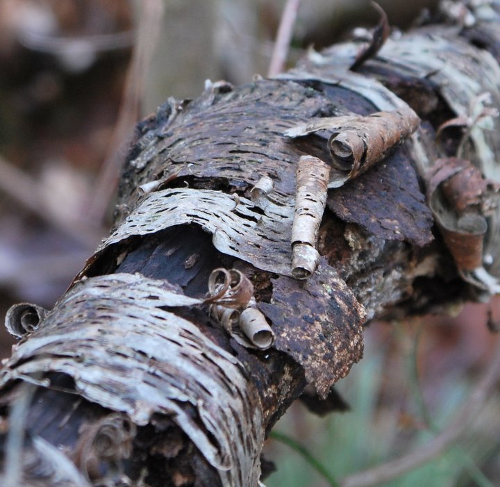 Shedding Bark