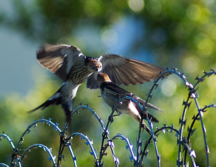 A Kiss of Freedom