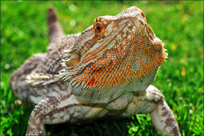 Bearded Dragon