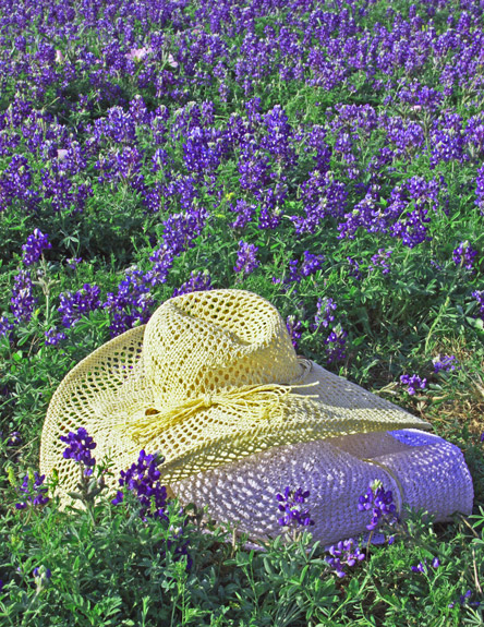 Bonnets & Bluebonnets