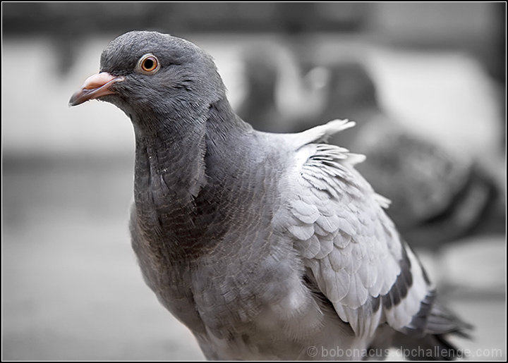 Urban Pigoen