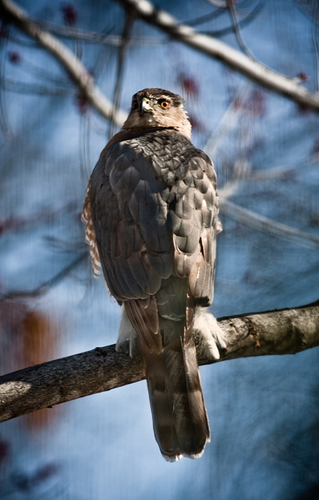 raptor in blue