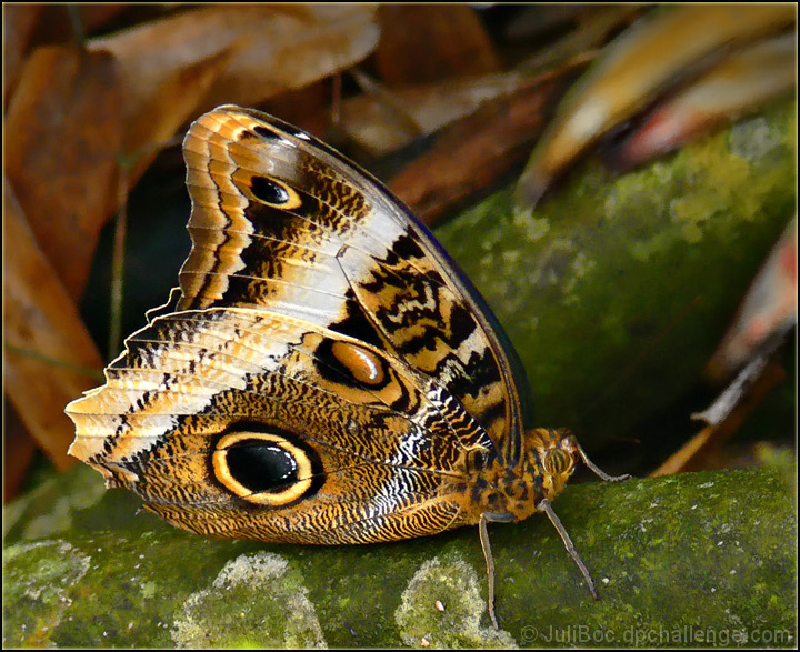 Owl Butterfly