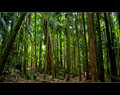 Rainforests: Millions of Years Old