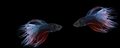 Two bettas fins spread