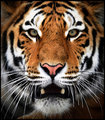 Siberian Tiger