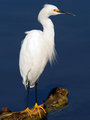 Egretta thula