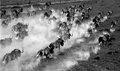 Wildebeest on the Move