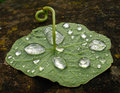 After the rain