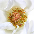 Center Beauty